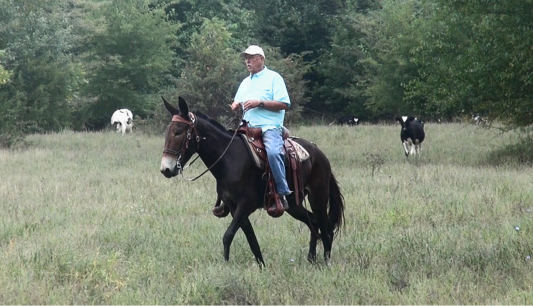 gaited mule